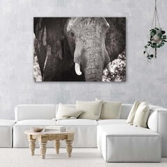 Seinapilt Must ja valge elevant hind ja info | Seinapildid | kaup24.ee