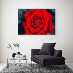 Seinapilt Ilus punane roos цена и информация | Картины, живопись | kaup24.ee
