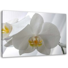 Холст принцип, белые цветы орхидеи 79,99 цена и информация | Картины, живопись | kaup24.ee