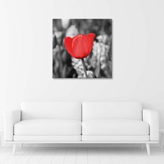 Холст, красный тюльпан в сером 29,99 цена и информация | Картины, живопись | kaup24.ee