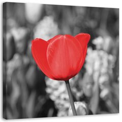 Холст, красный тюльпан в сером 29,99 цена и информация | Картины, живопись | kaup24.ee