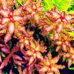 Живое аквариумное растение - Ludwigia sp. Guinea / Ludwigia senegalensis цена и информация | Аквариумные растения и декорации | kaup24.ee