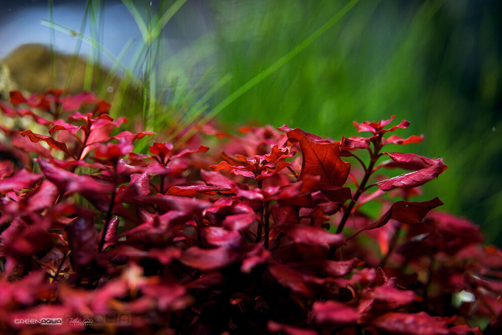 Ludwigia palustris Red, elav akvaariumitaim цена и информация | Akvaariumi taimed ja dekoratsioonid | kaup24.ee