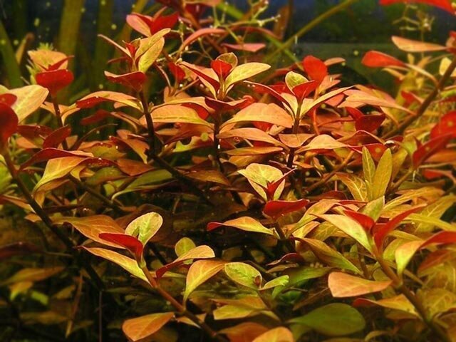 Ludwigia repens – Elav akvaariumitaim hind ja info | Akvaariumi taimed ja dekoratsioonid | kaup24.ee