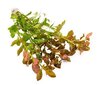 Ludwigia repens – Elav akvaariumitaim hind ja info | Akvaariumi taimed ja dekoratsioonid | kaup24.ee