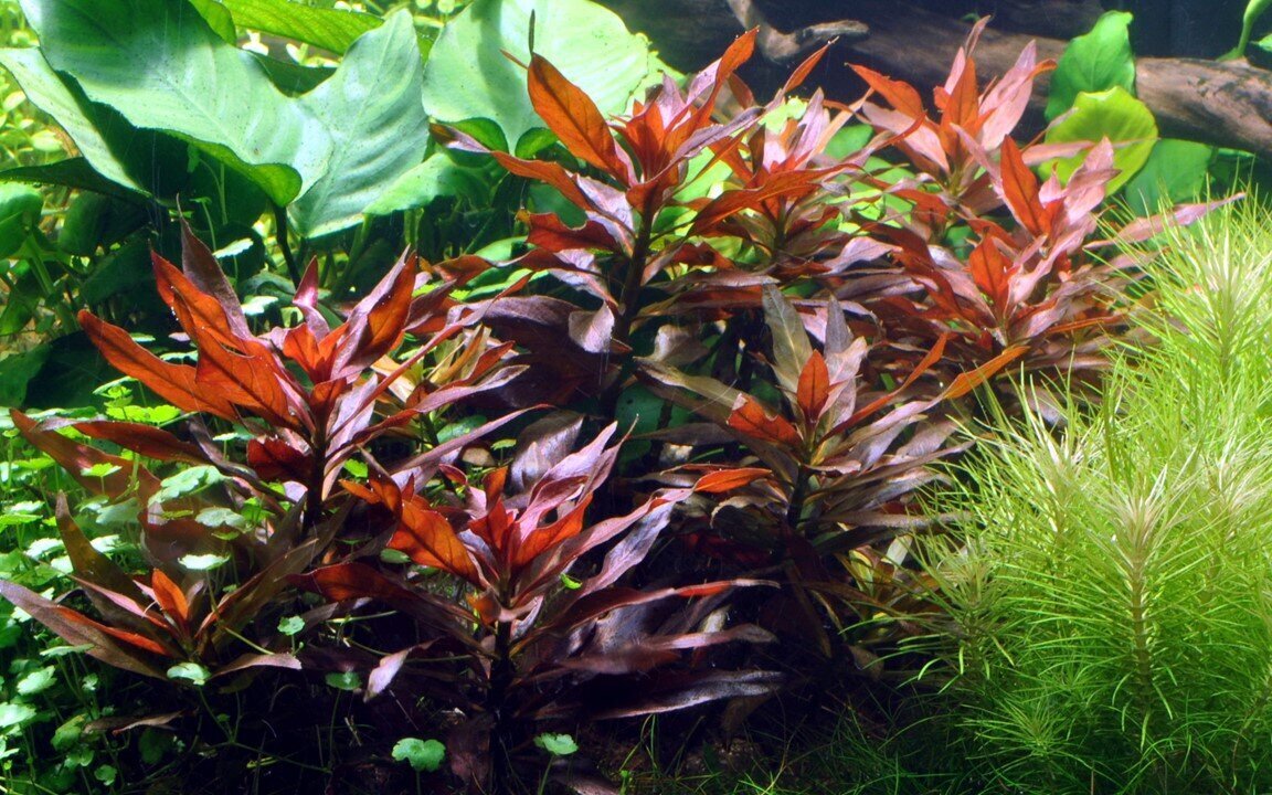 Ludwigia glandulosa – Elav akvaariumitaim hind ja info | Akvaariumi taimed ja dekoratsioonid | kaup24.ee