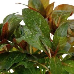 Живое аквариумное растение Ludwigia glandulosa цена и информация | Аквариумные растения и декорации | kaup24.ee
