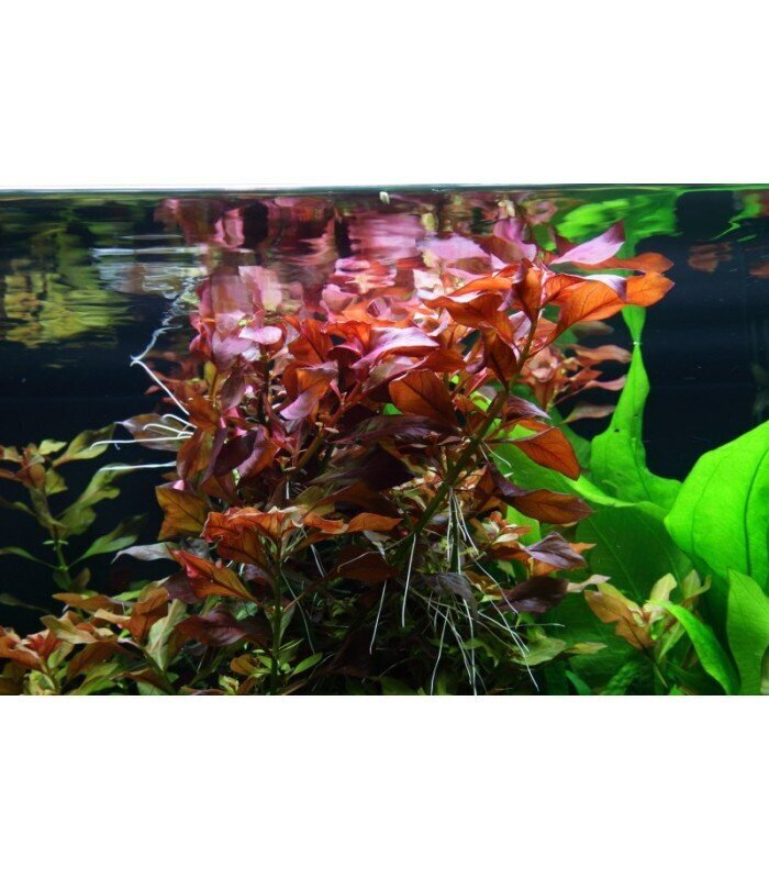 Ludwigia sp. Mesacana – elav akvaariumitaim hind ja info | Akvaariumi taimed ja dekoratsioonid | kaup24.ee