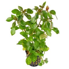 Ludwigia sp. Mesacana – elav akvaariumitaim hind ja info | Akvaariumi taimed ja dekoratsioonid | kaup24.ee