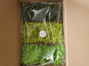 Стабилизированный мох Mix, 1 кг цена и информация | Спящие стабилизированные розы, растения | kaup24.ee