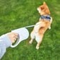 Automaatne jalutusrihm PetKit Pet Leash P2104 GO Free, 3 m цена и информация | Koerte jalutusrihmad | kaup24.ee