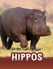 Hippos цена и информация | Книги для подростков и молодежи | kaup24.ee