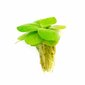 Elus ujuv akvaariumitaim - Limnobium laevigatum - 5 taime serveeringut цена и информация | Akvaariumi taimed ja dekoratsioonid | kaup24.ee