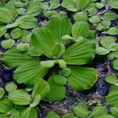 Живое плавающее аквариумное растение - Водяной салат - Pistia stratiotes  -  5 ед. цена и информация | Аквариумные растения и декорации | kaup24.ee