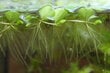 Elus ujuv akvaariumitaim – Salvinia natans / Salvinia auriculata – 10 taime portsjonit hind ja info | Akvaariumi taimed ja dekoratsioonid | kaup24.ee