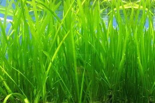 Elus akvaariumitaim - Vallisneria spiralis - 1 kamp (3 taime) hind ja info | Akvaariumi taimed ja dekoratsioonid | kaup24.ee