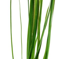 Живое аквариумное растение - Vallisneria nana (gracilis)  - 1 пучёк (3 растения) цена и информация | Аквариумные растения и декорации | kaup24.ee