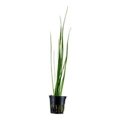 Живое аквариумное растение - Vallisneria nana (gracilis)  - 1 пучёк (3 растения) цена и информация | Аквариумные растения и декорации | kaup24.ee