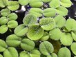 Elus ujuv akvaariumitaim - Salvinia minima - 10 taime serveeringut hind ja info | Akvaariumi taimed ja dekoratsioonid | kaup24.ee