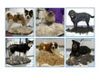 Furminaator koertele ja kassidele hind ja info | Hooldusvahendid loomadele | kaup24.ee