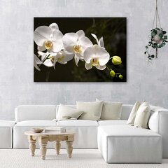Seinapilt Valge orhidee mustal taustal цена и информация | Картины, живопись | kaup24.ee
