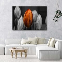 Seinapilt Oranž tulp цена и информация | Картины, живопись | kaup24.ee