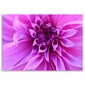 Seinapilt Violetne lill цена и информация | Seinapildid | kaup24.ee