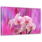 Seinapilt Orhideed lillas ja roosas hind ja info | Seinapildid | kaup24.ee
