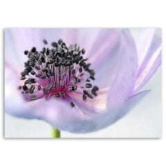 Seinapilt Violetne anemone hind ja info | Seinapildid | kaup24.ee