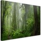 Seinapildid, Troopiline džunglimets hind ja info | Seinapildid | kaup24.ee