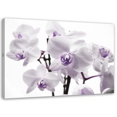Seinapilt Valge ja lilla orhidee hind ja info | Seinapildid | kaup24.ee