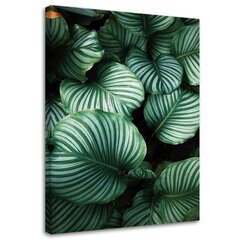 Печать холста, листья тропических монстеров 79,99 цена и информация | Картины, живопись | kaup24.ee