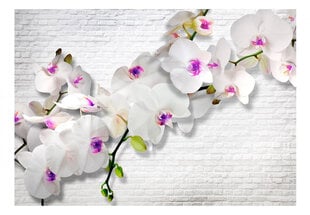Фотообои с инструментом и клеем - Стена с орхидеями V2, 350x256 см цена и информация | Фотообои | kaup24.ee