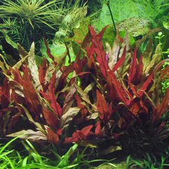 Elus akvaariumitaim - Alternanthera reineckii 'Purple' / Alternanthera Lilacina - 1 kobar (6-7 oksa) hind ja info | Akvaariumi taimed ja dekoratsioonid | kaup24.ee