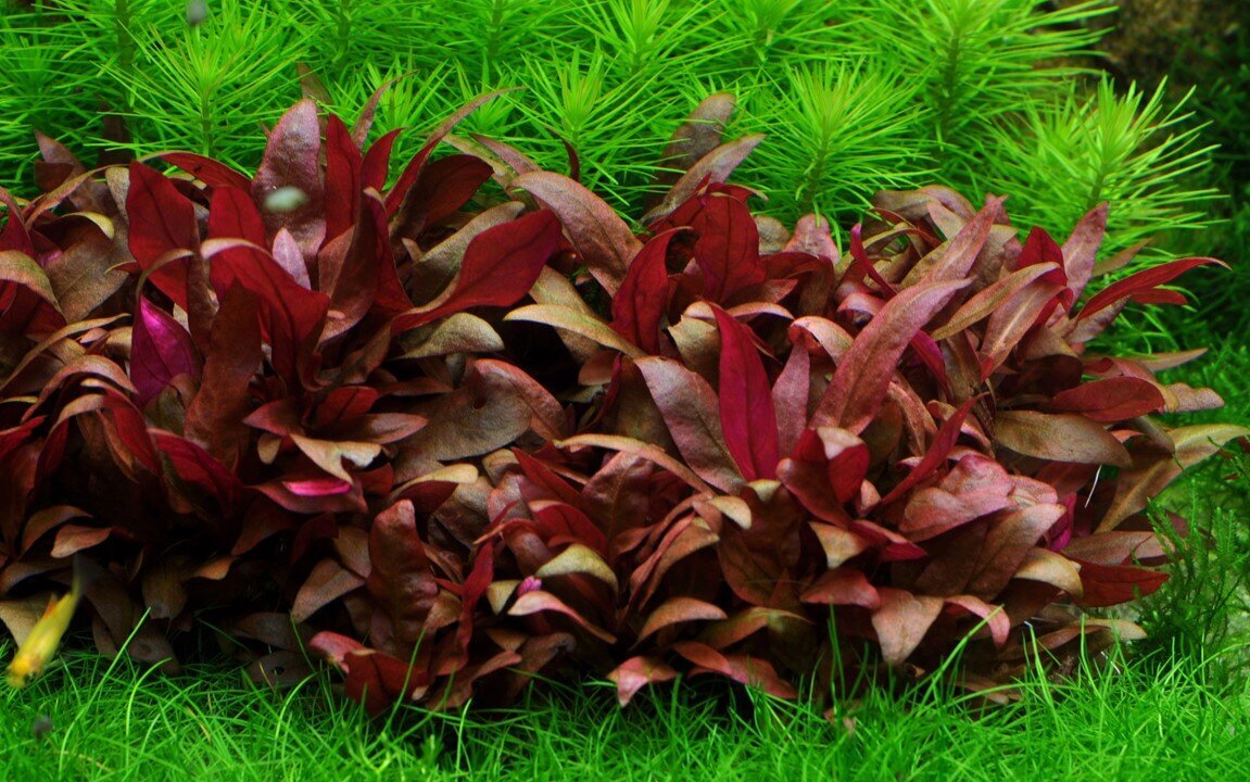 Elus akvaariumitaim - Alternanthera reineckii "Mini" - 1 kimp (6-7 oksa) hind ja info | Akvaariumi taimed ja dekoratsioonid | kaup24.ee