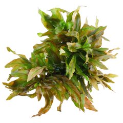 Живое аквариумное растение - Ludwigia polycarpa - Редкость -1 пучёк (6-7 веток) цена и информация | Аквариумные растения и декорации | kaup24.ee