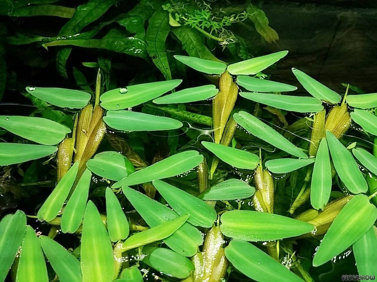 Elus ujuv akvaariumitaim - Hygroyza aristata - 3 taime цена и информация | Akvaariumi taimed ja dekoratsioonid | kaup24.ee