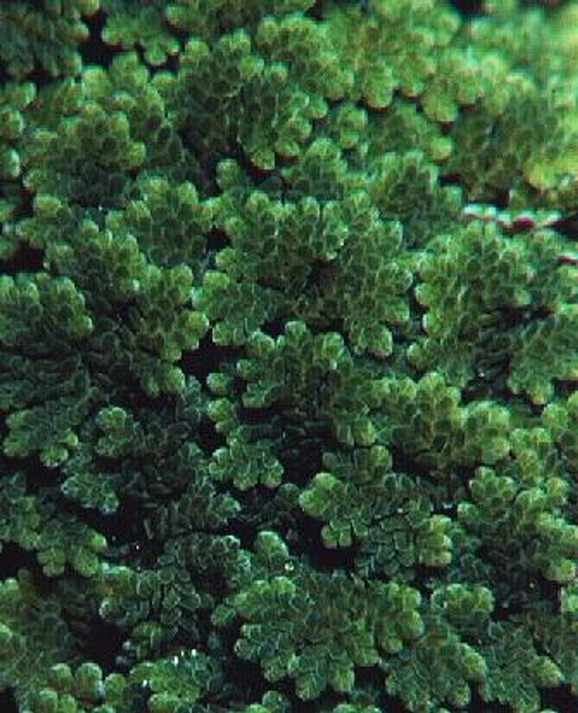 Elus ujuv akvaariumitaim - Azolla caroliniana - 10 taime hind ja info | Akvaariumi taimed ja dekoratsioonid | kaup24.ee