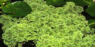 Живое плавающее аквариумное растение - Azolla caroliniana  - порция из 10 растений цена и информация | Аквариумные растения и декорации | kaup24.ee