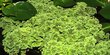 Elus ujuv akvaariumitaim - Azolla caroliniana - 10 taime цена и информация | Akvaariumi taimed ja dekoratsioonid | kaup24.ee