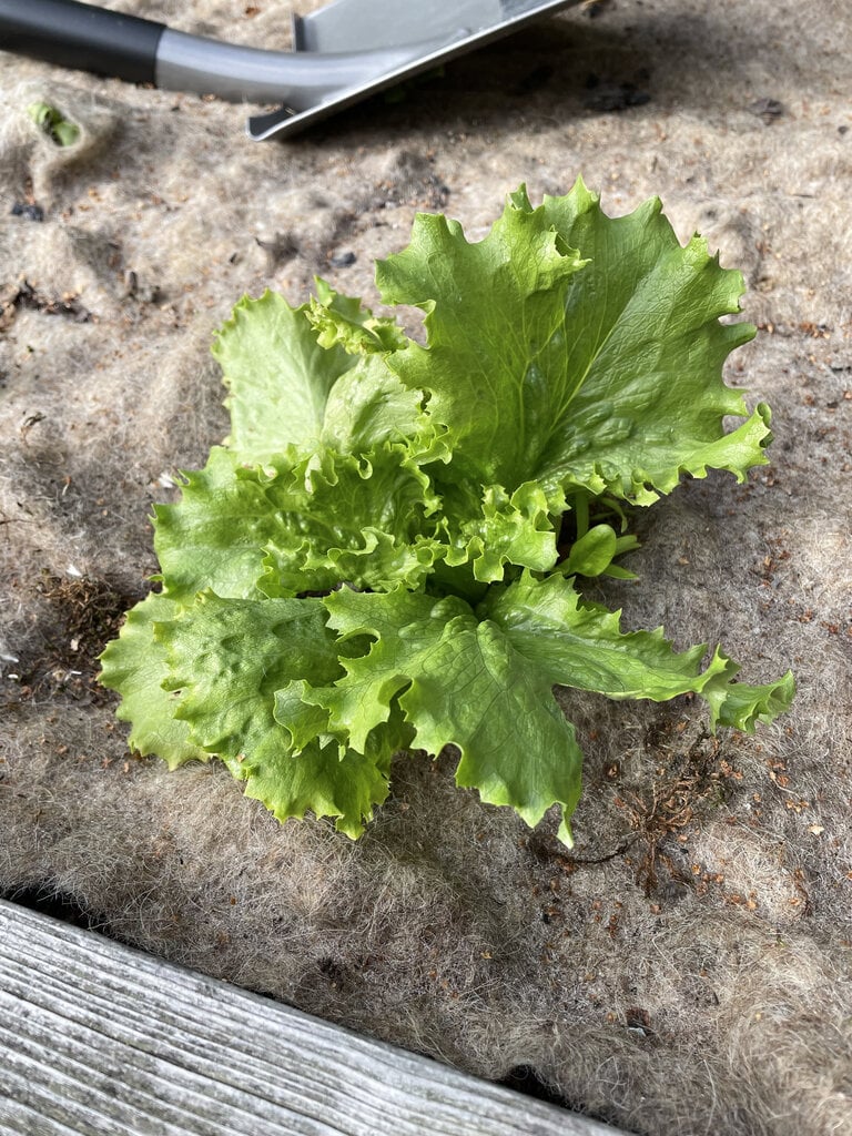 Lambavillane umbrohumatt BioProffa 200 x 100 x 0,2 cm, hallikaspruun, naturaalne pinnakangas hind ja info | Aiatööriistad | kaup24.ee