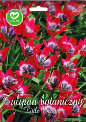 Tulbisibulad botaaniline Little Beauty hind ja info | Lillesibulad | kaup24.ee