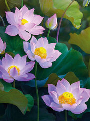 Teemantmaalid TM Värvikas - LE151e Water lilies 30x40 cm цена и информация | Алмазная мозаика | kaup24.ee