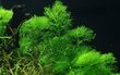 Elus akvaariumitaim - Limnophila aquatica - 1 kimp (6-7 oksa) hind ja info | Akvaariumi taimed ja dekoratsioonid | kaup24.ee