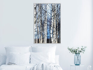 Seinapilt Winter Birch Trees hind ja info | Seinapildid | kaup24.ee