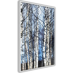 Seinapilt Winter Birch Trees hind ja info | Seinapildid | kaup24.ee