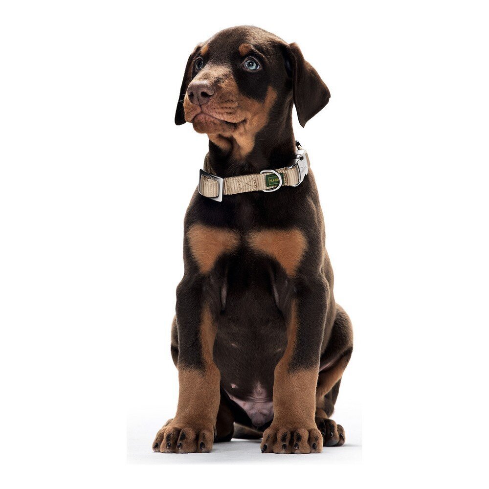 Koera kaelarihm Hunter Alu-Strong Oranž Suurus M (40-55 cm) hind ja info | Kaelarihmad ja traksid koertele | kaup24.ee