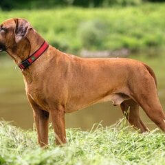 Koera kaelarihm Hunter Neopren Vario Punane (28-30 cm) hind ja info | Kaelarihmad ja traksid koertele | kaup24.ee