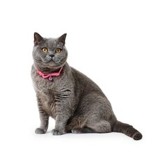 Кошачий ошейник Hunter Neon Розовый (17,1 x 3,6 x 2,5 cm) цена и информация | Поводки и ошейники для кошек | kaup24.ee