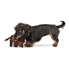 Pehme mänguasi koertele Hunter Tough Kamerun Piison (24 cm) hind ja info | Mänguasjad koertele | kaup24.ee